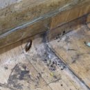 씨유반월산업단지점 | 기숙사 바퀴벌레 나오는 원인 공장 외국인 근로자 숙소 퇴치 방역 후기