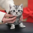 대구강아지분양 대구고양이분양 도그하우스대구점 | 고령고양이분양 미유펫대구점 후기 | 믿고 선택한 이유, 직접 경험해봤어요