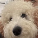 멍그니엘 애견호텔 서울강동점 이미지