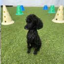 강아지 보호센터 이미지