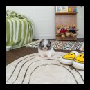 유앤미펫 강아지분양 고양이분양 용인점 이미지