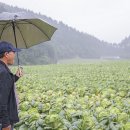 강원도 배추 수확포기 잇따라~ 이미지