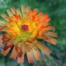 Hieracium(조밥나물) 이미지