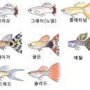 구피디자인