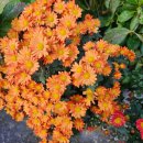 황금성(서생) 이미지