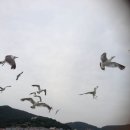 외포리선착장 이미지