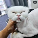 아꼬운몽 이미지