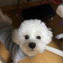 용인24시 아이온동물메디컬센터 | 유림동 동물병원 아이온 수컷 강아지 중성화 수술 후기