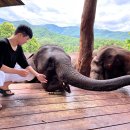 코끼리 | 치앙마이 엘리핀 팜 코끼리 카페 후기