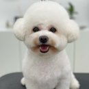 로에펫 이미지
