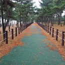 사천송림 이미지