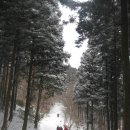 純白의 편백숲길.대전 46산악회 旅程(2011.2.12토요일) 이미지
