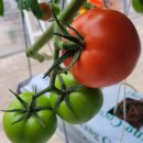 [[판매마감]] 유럽종 완숙 토마토 이미지