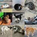 ​여긴 길고양이가 주인이래요 꿈 같은 고양이섬 베스트 4 이미지