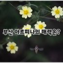 부산도시공사 아르피나(수영장) 이미지