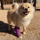 시흥시동물누리보호센터 동물병원 이미지