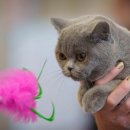 캣카페 낭만고양이 이미지