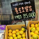 김해청과