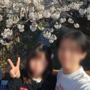 남양시장 버스승강장 | 2026 진해 군항제 실시간 후기 벚꽃 만개 상황 주차 푸드마켓