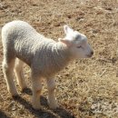 남동목장 이미지