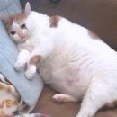 피트니스 연구소 네이버블로그