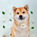 헬로우버디 이미지