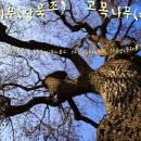 디리를 다치고나서 이미지