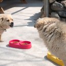 펫앤바이오 이미지