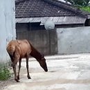 말코농장 이미지