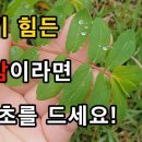 희망약초