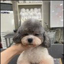 청주 애견미용학원, 반려동물 미용사의 첫걸음