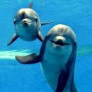 수천 마리의 고래와 돌고래가 모여들고 있습니다 이미지