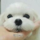 다 이미지