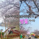 지에스25 군산필하우스점 | 군산은파호수공원벚꽃 실시간 개화 상태 &amp; 은파벚꽃야시장