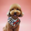 강아지미용실502 이미지