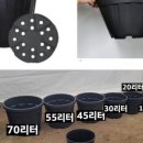 코스모블루베리코스모