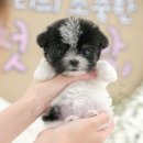 인천 강아지분양 고양이분양 미유펫 이미지