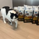 두부두부 이미지