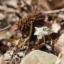 너도바람꽃 Eranthis stellata Maxim. 종 이미지