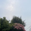 해바라기 하나 | 여름경주여행 가볼 만한 곳 첨성대 연꽃밭 해바라기밭 방문 후기