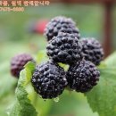 창하농장 이미지