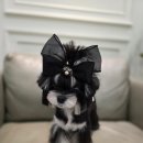 태원켄넬 이미지