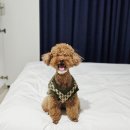 스카이호텔 | 속초 애견동반 숙소 월드스카이 호텔 1박 후기