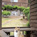 데네브 | 태안 오션뷰 애견동반 펜션, 몽산포 데네브펜션