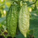 여주-1024 이미지