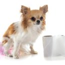 올림픽동물의료센터 이미지