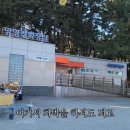 해돋이나무