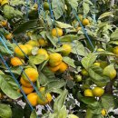 몽실농장 이미지