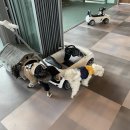 강아지놀이터 이미지