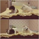 프란다스동물병원 | [하늘구름이] 펫북 발대식 후기